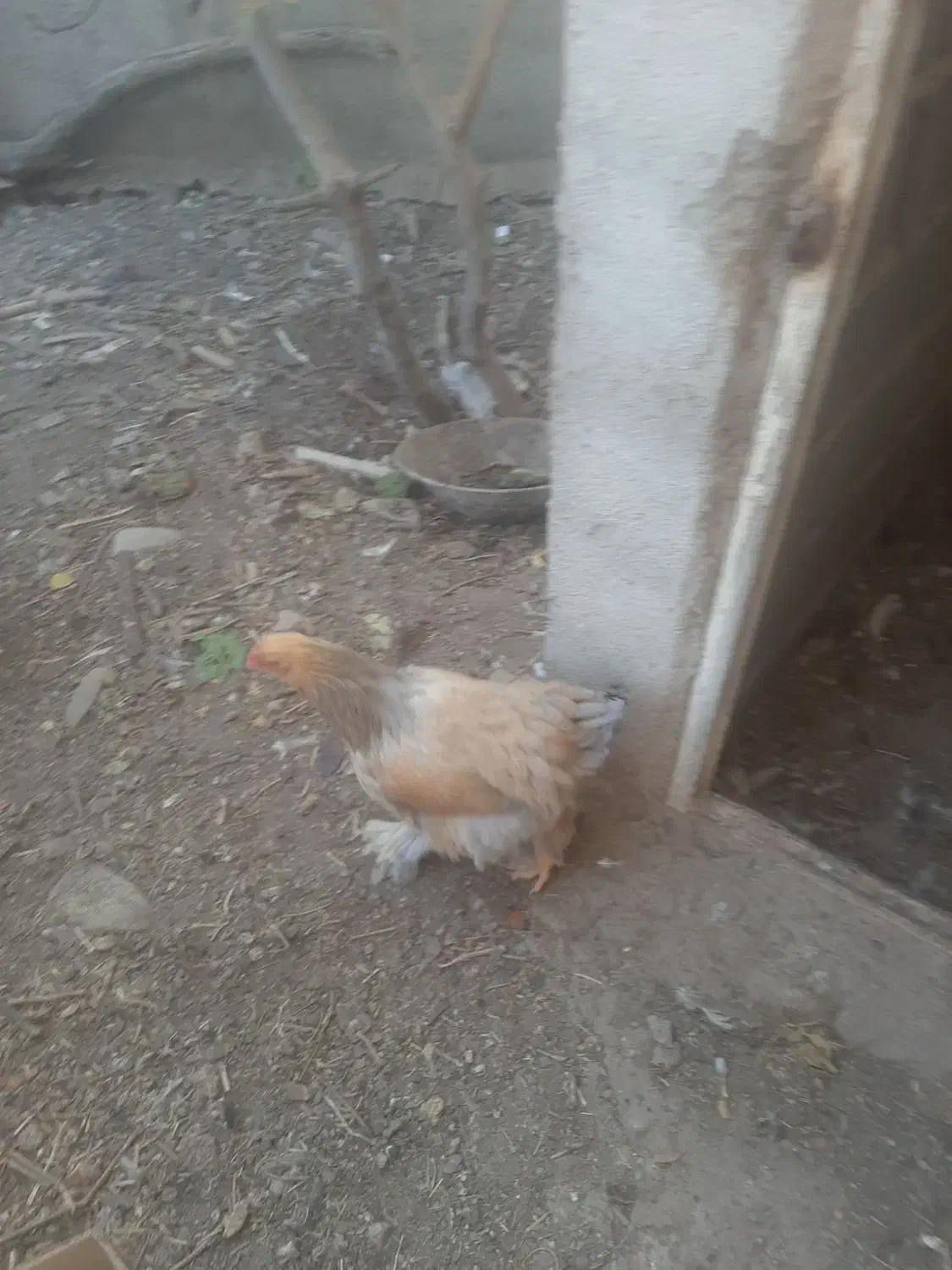 مرغ و خروس برهما|حیوانات مزرعه|پاکدشت, پاکدشت (مامازند)|دیوار