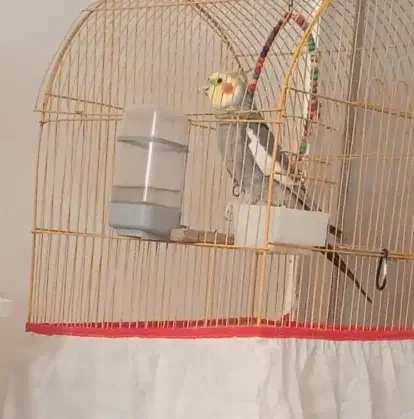 عروس هلندی نر|پرنده|خورموج, |دیوار