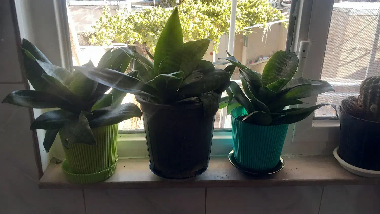 گل های زینتی|گل و گیاه طبیعی|ابهر, |دیوار