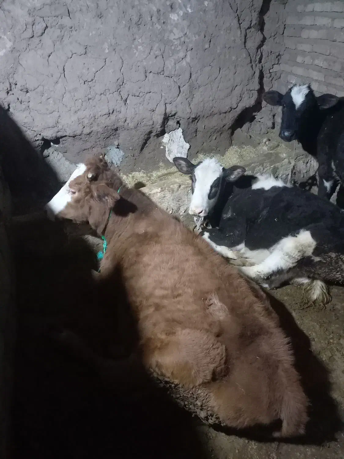 گوساله و گوسفند قربانی|حیوانات مزرعه|هریس, |دیوار