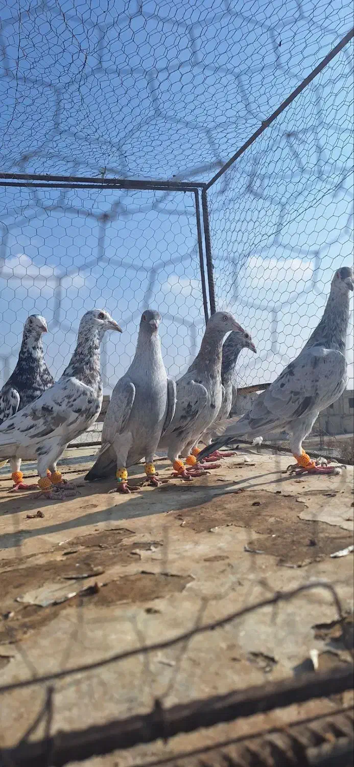 کفتر پرشی همه نر|پرنده|الوند, |دیوار