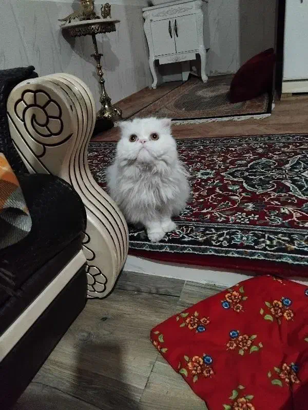 گربه پرشین|گربه|اردبیل, |دیوار