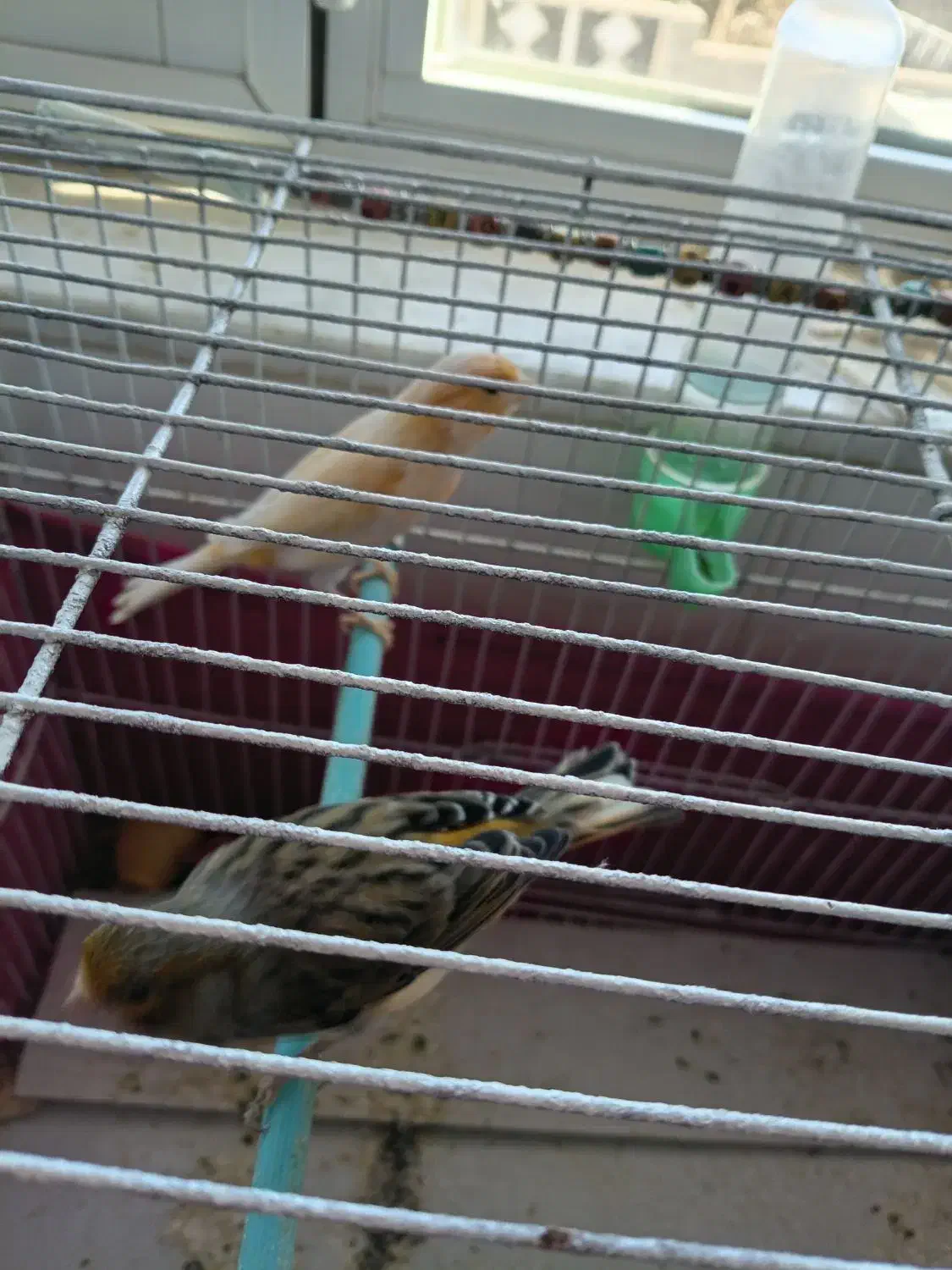 فروش ۲ عدد قناری  با قفس|پرنده|خلخال, |دیوار