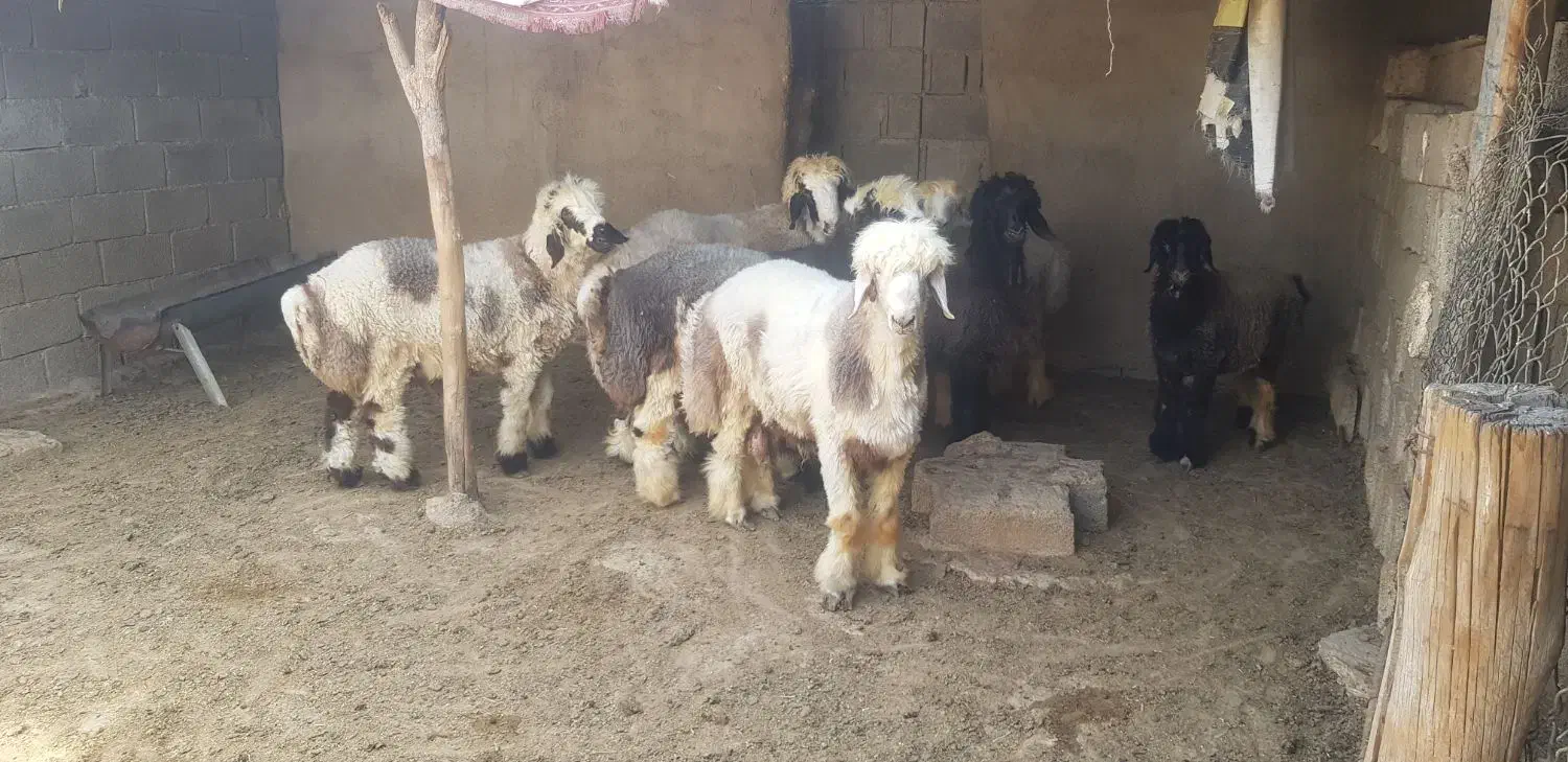 بره نر پرواری چاق اماده کشت|حیوانات مزرعه|آبپخش, |دیوار