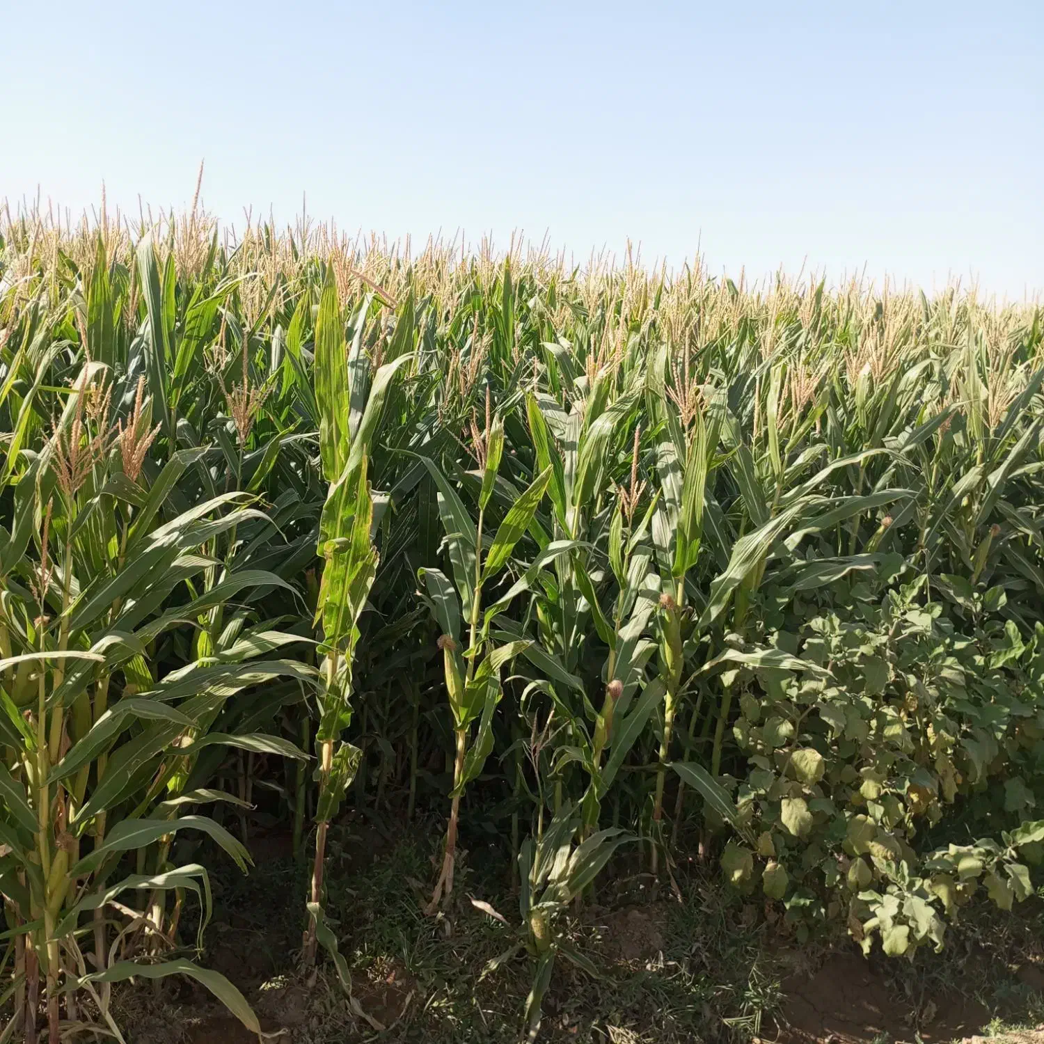 علوفه|حیوانات مزرعه|فرح دشت, |دیوار