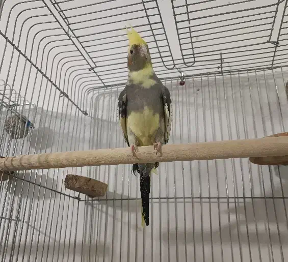 عروس هلندی نر|پرنده|ارومیه, |دیوار