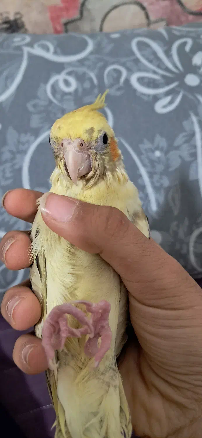 طوطی گمشده|حیوانات|شاهینشهر, گزبرخوار|دیوار