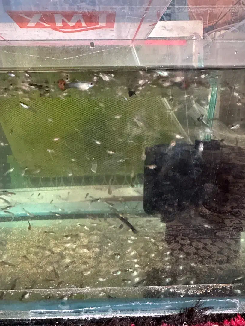 بچه ماهی گوپی|ماهی|تبریز, |دیوار