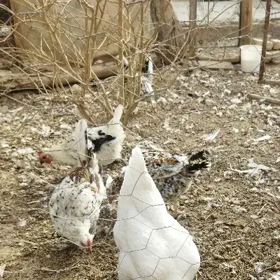 مرغ بومی.گلین|حیوانات مزرعه|جرقویه, |دیوار