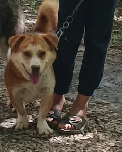 سگ گمشده|حیوانات|بجنورد, |دیوار