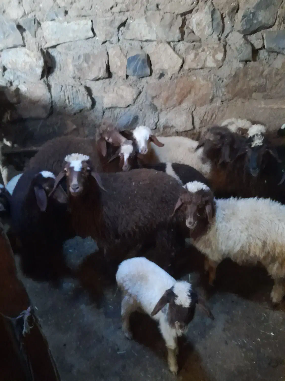 برهبرایفروش|حیوانات مزرعه|موچش, |دیوار