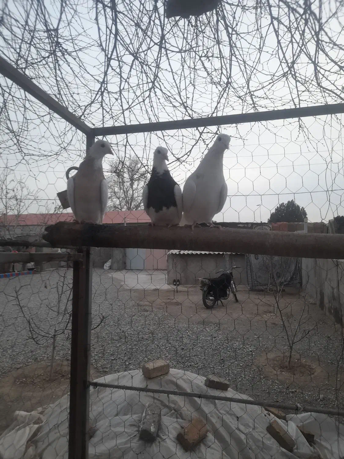 کبوتر طوقی|پرنده|بشاریات, |دیوار