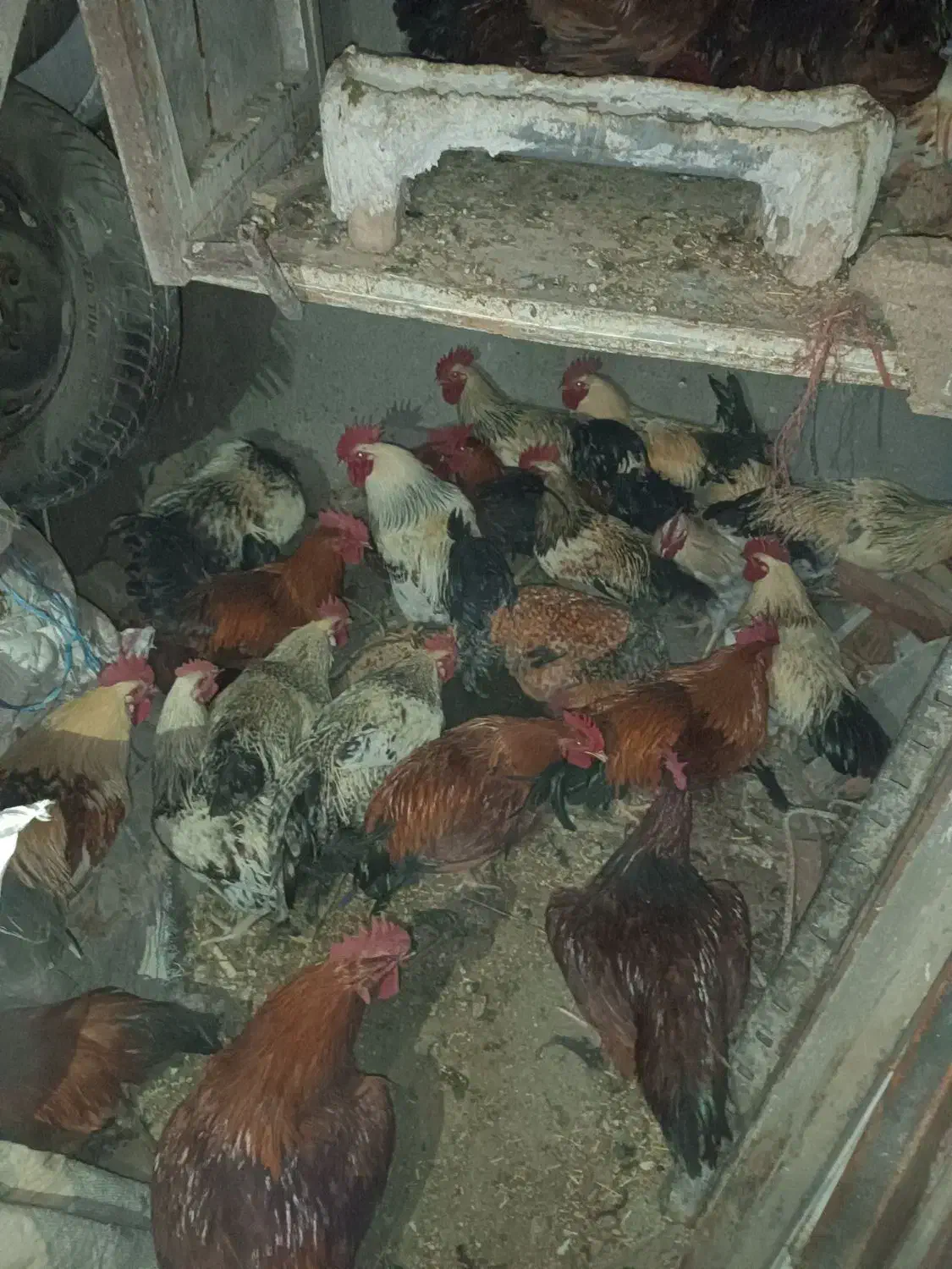 خروس محلی|حیوانات مزرعه|هشتگرد, شهرک وحدت|دیوار