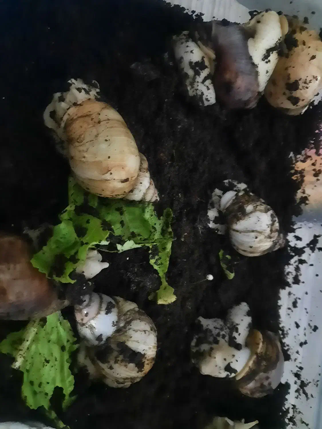 حلزون تخم گزار|خزنده|راین, |دیوار