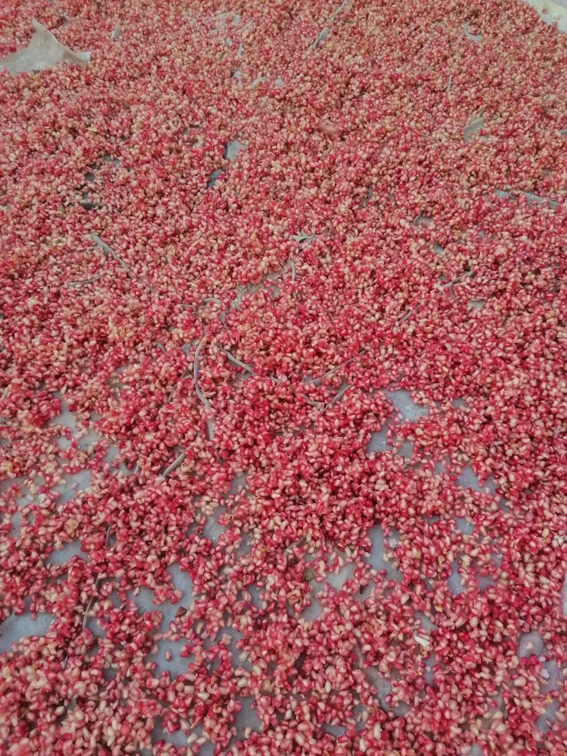 ناردونه|خوردنی و آشامیدنی|شیراز, قلعه نو|دیوار