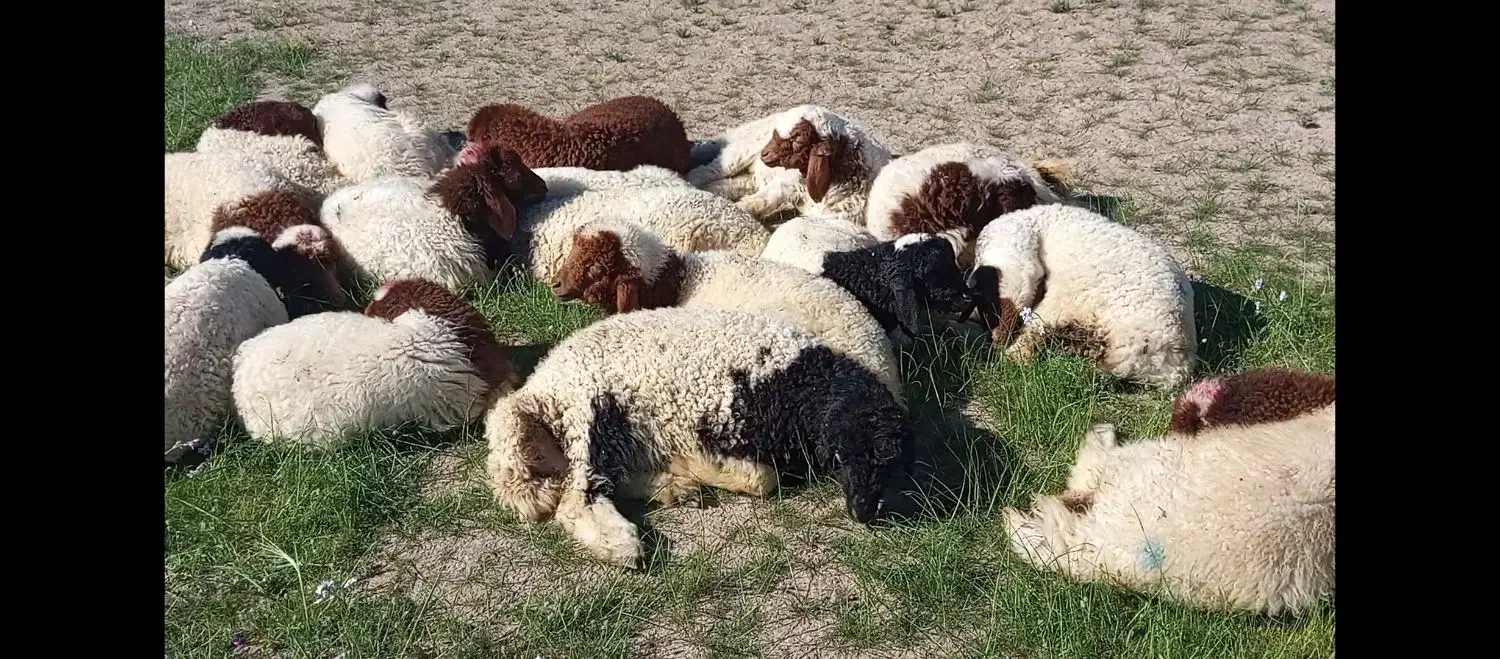 شیر|حیوانات مزرعه|دهلران, |دیوار