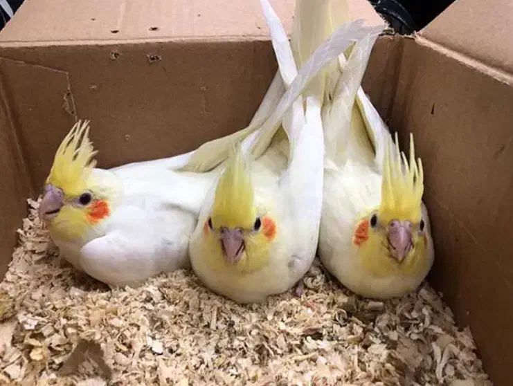 طوطی|پرنده|تربت جام, شهید غلام زاده|دیوار