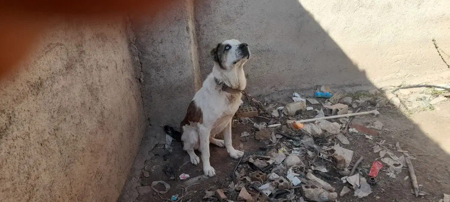 به خاطر  جابه  جایی  توله هشت ماهبه|سگ|گرگان, |دیوار