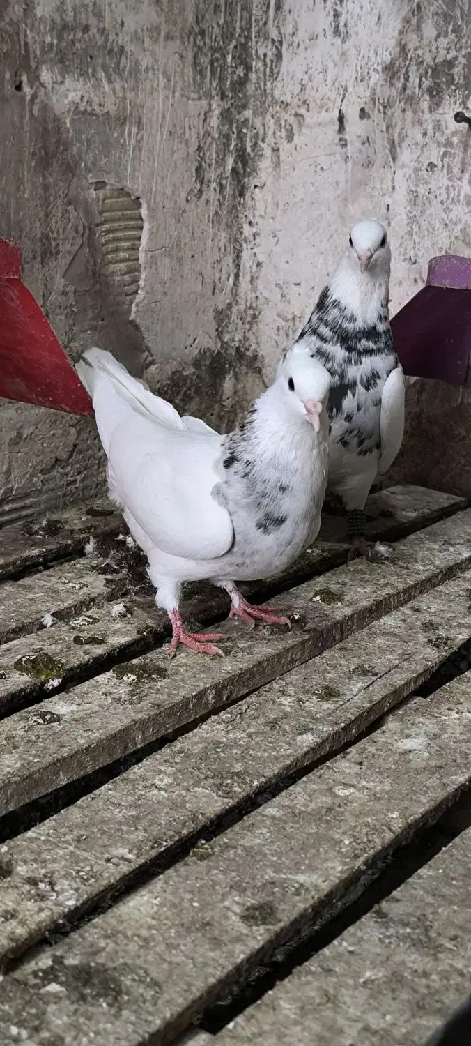 پرنده طوقی|پرنده|گتوند, |دیوار