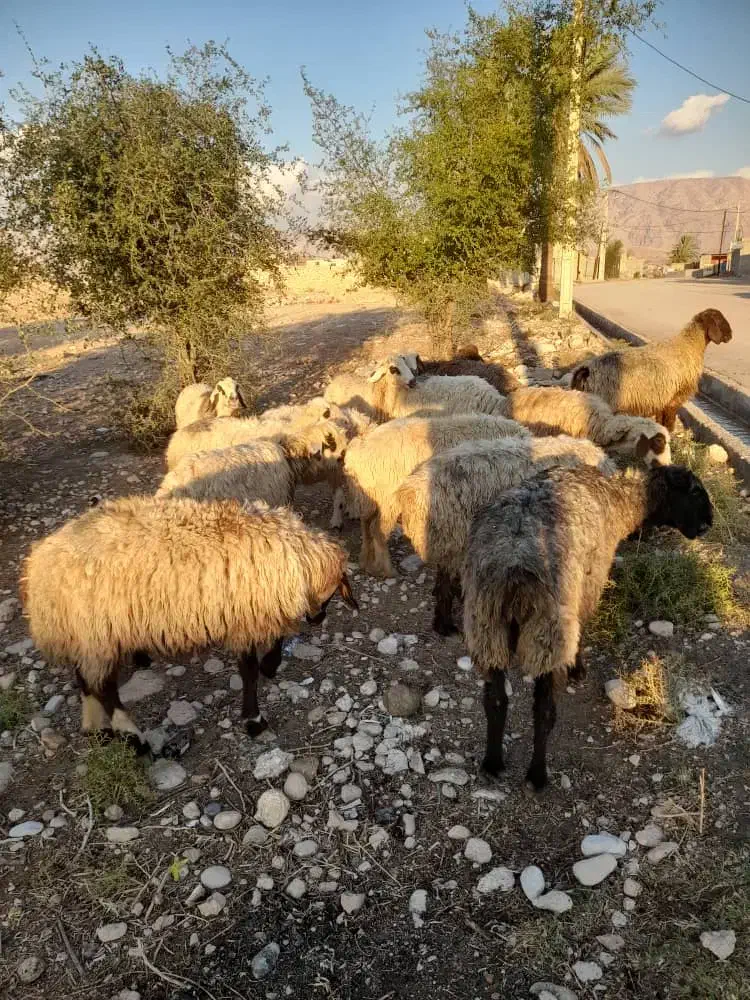 فروش 18 راس شیشک میش ابستن و بره دار|حیوانات مزرعه|کازرون, |دیوار