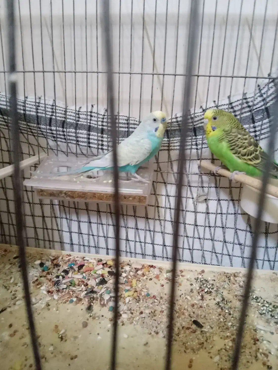 مرغ عشق|پرنده|خوی, |دیوار