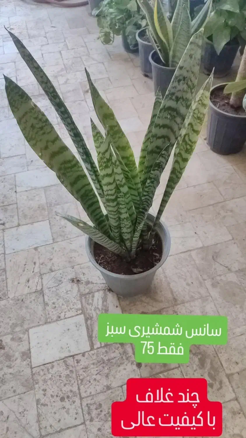 سانسوریا 75|گل و گیاه طبیعی|تربت‌حیدریه, قائم|دیوار