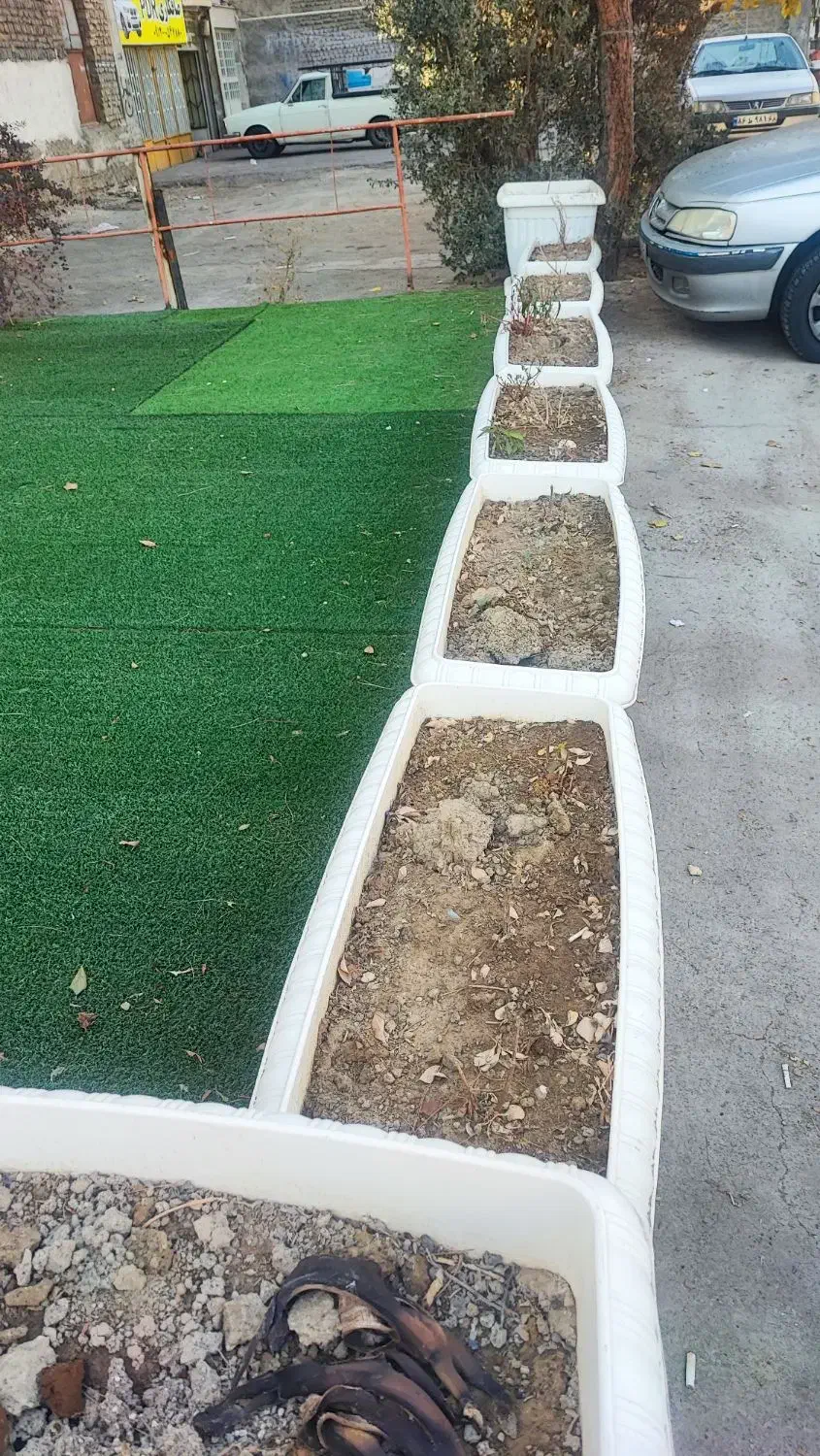 ۱۹ عدد گلدان پلاستیکی سفید و ۴۸ متر چمن سبز|گل و گیاه طبیعی|فردیس, نسترن شرقی|دیوار