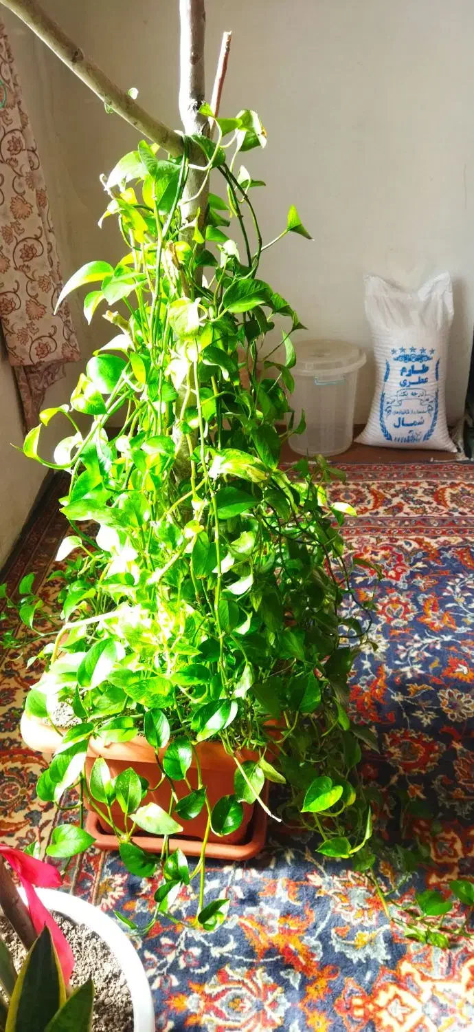 گل پتوس|گل و گیاه طبیعی|پاکدشت, کبودگنبد|دیوار