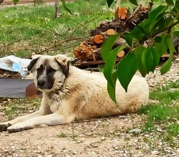 سگ گمشده منطقه باغ فرهنگیان (غذا خوری فرهادی)|سگ|زنجان, |دیوار