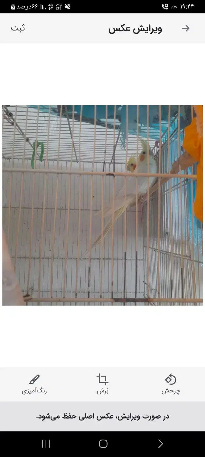 عروس هلندی|پرنده|بیرجند, |دیوار