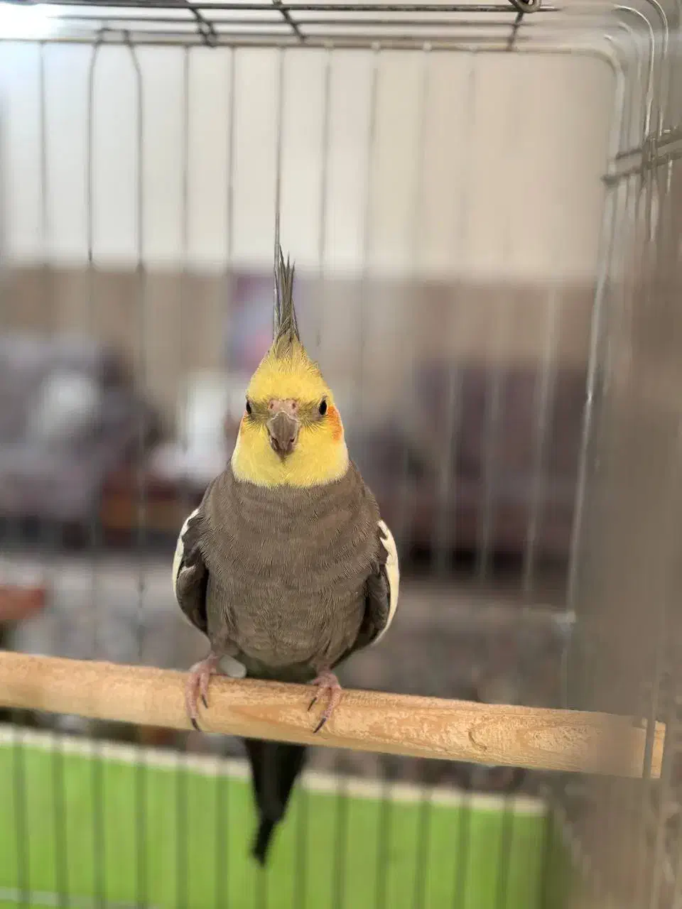 عروس هلندی سینامون|پرنده|ری, سیزده آبان|دیوار