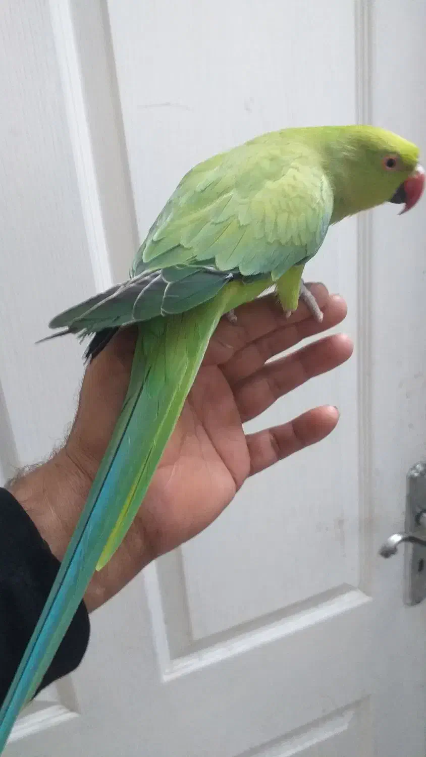 طوطی ملنگو ماده|پرنده|نیشابور, بنیاد شهید|دیوار