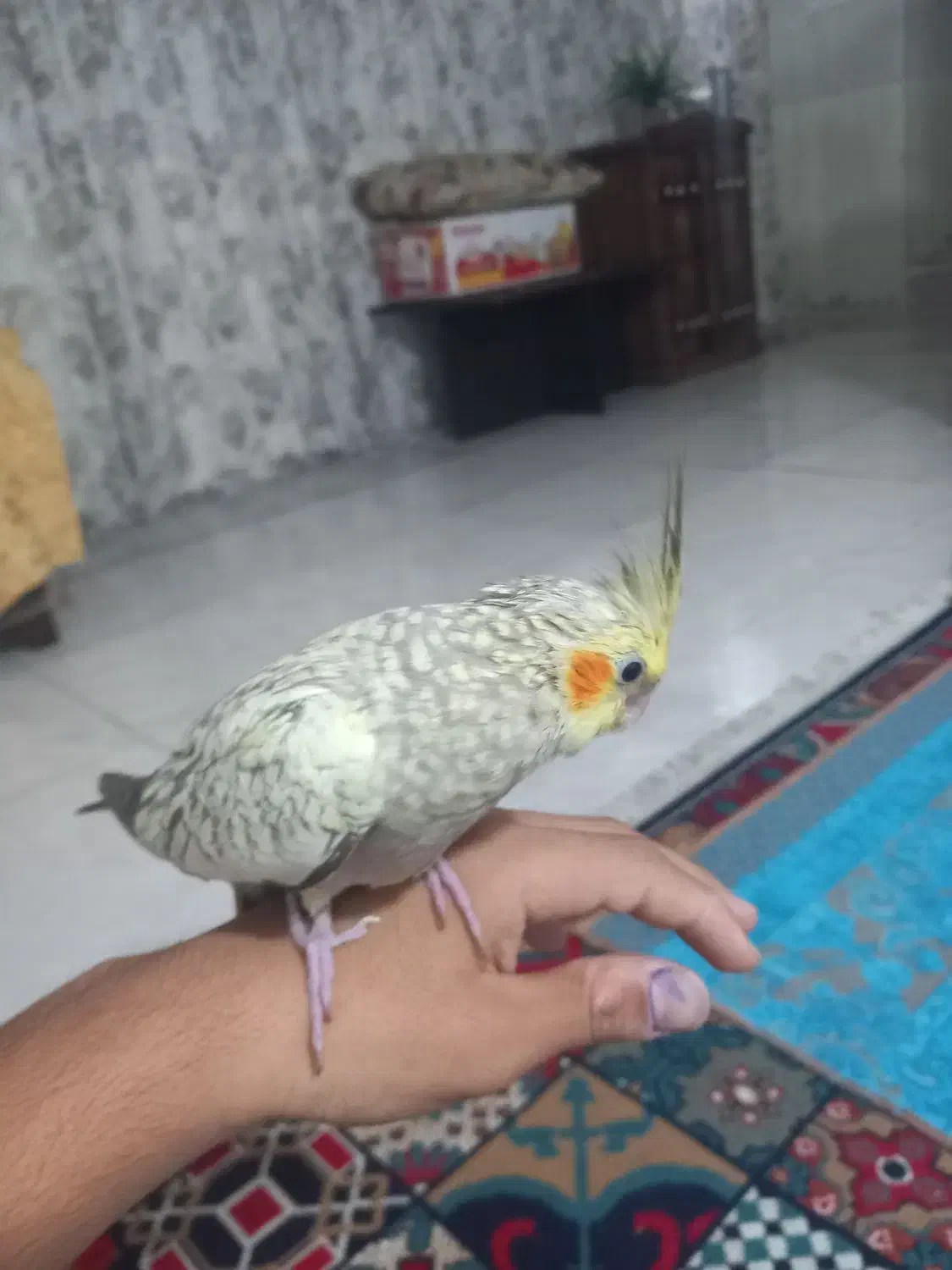 عروس هلندی ماده دو ماهه هست|پرنده|سبزوار, رضوی|دیوار