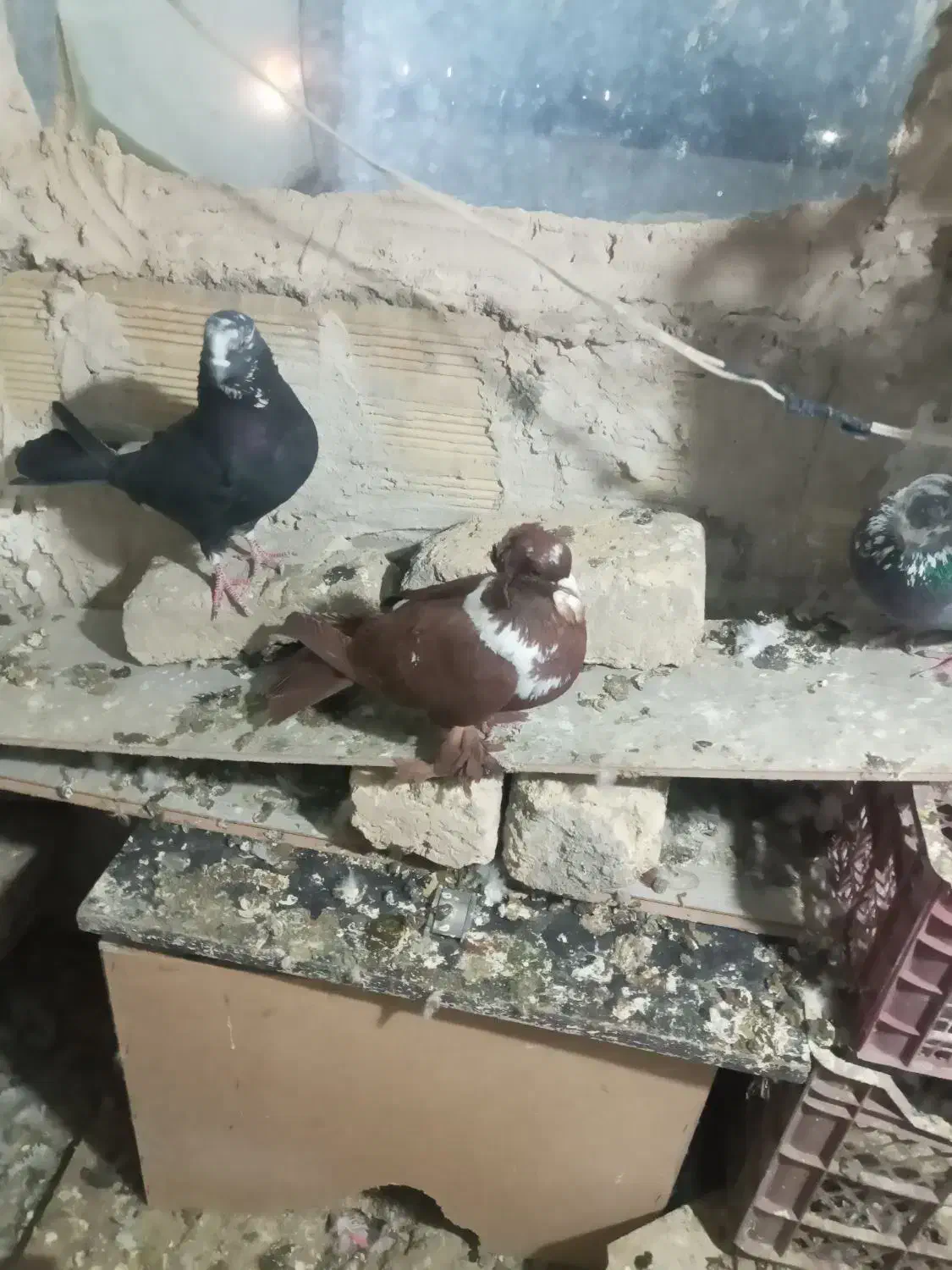 قرمزی نر گرفتنی|پرنده|اردبیل, |دیوار