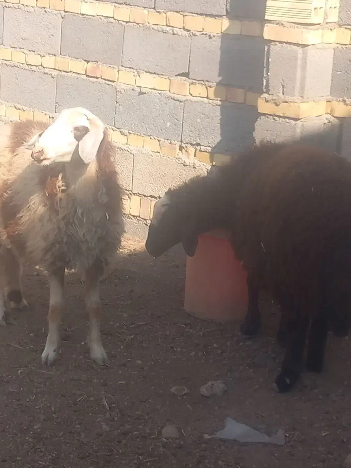 بره|حیوانات مزرعه|مهربان, |دیوار