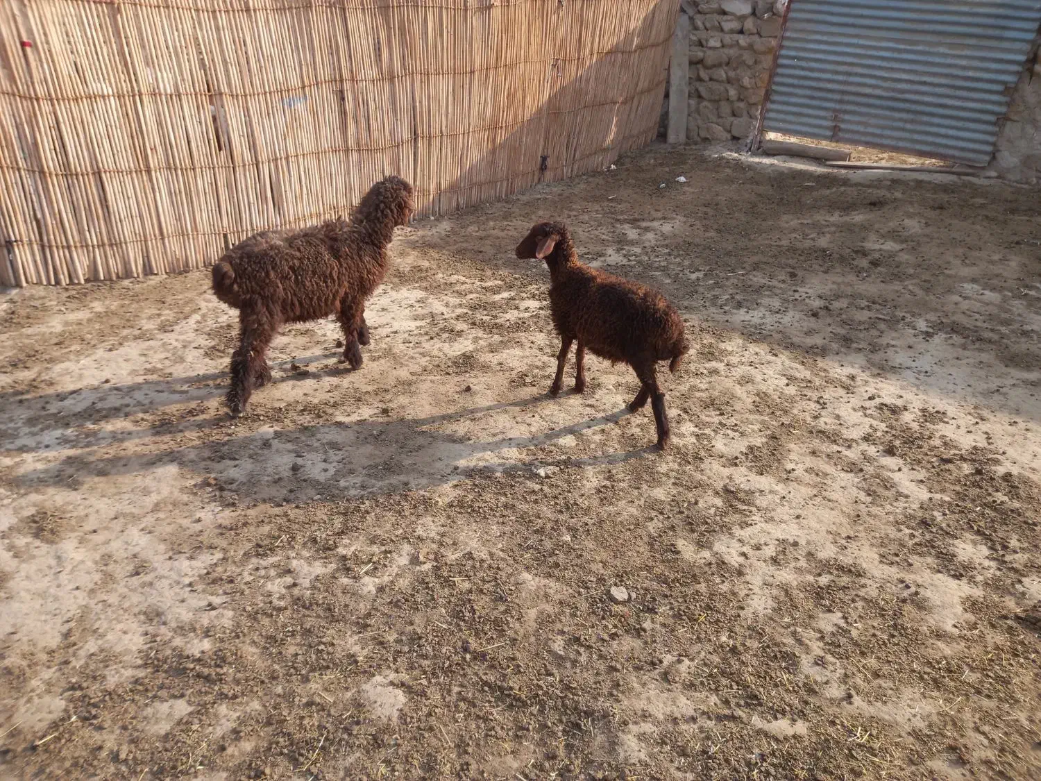 2 راس بره|حیوانات مزرعه|مراوه, |دیوار