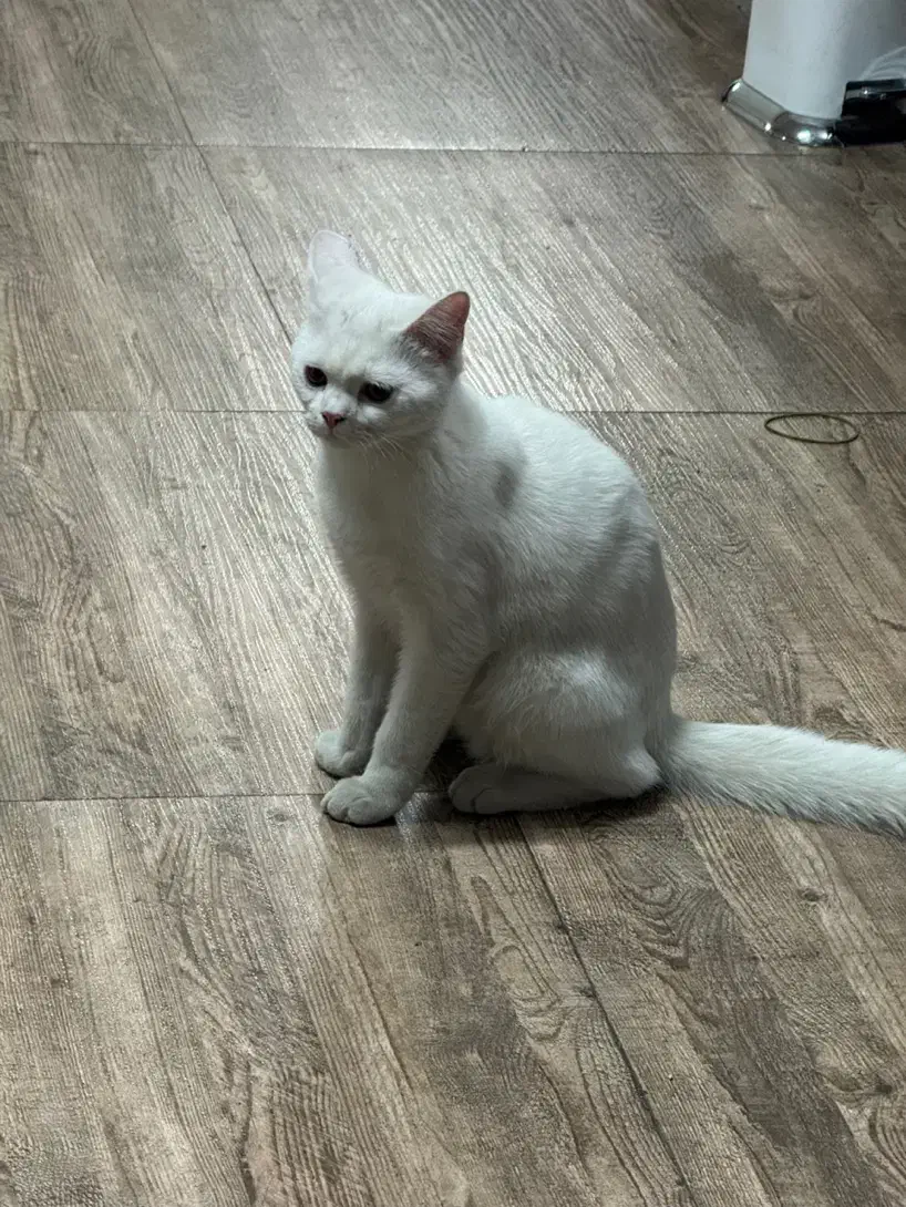 گربه بریتیش پنج ماه و نیم نر و ماده|گربه|تهران, جوانمردان (اندیشه)|دیوار