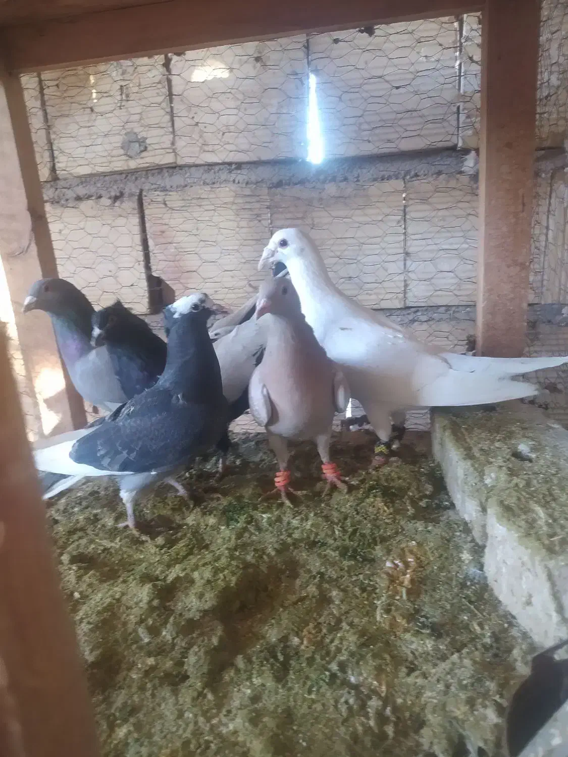 گرفتنی|پرنده|نیشابور, میدون بار|دیوار