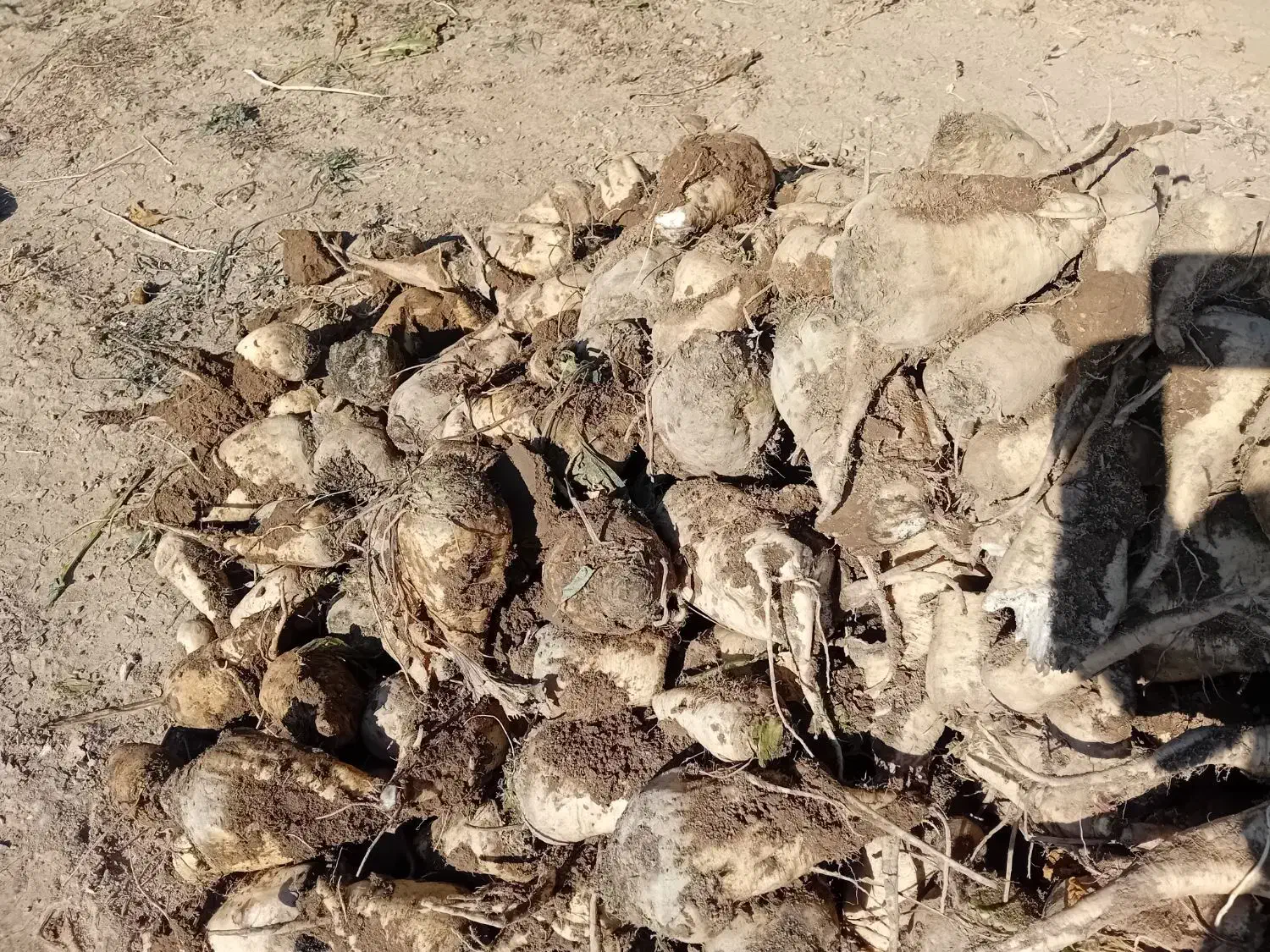 چغندر قند|عمدهفروشی|فامنین, |دیوار