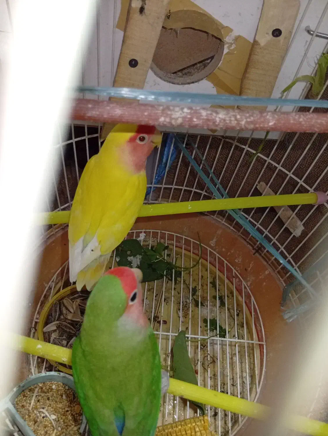 طوطی برزیلی مولد|پرنده|میاندوآب, |دیوار