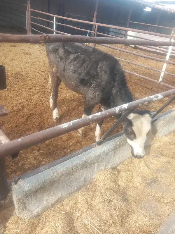 7 راس گوساله نر|حیوانات مزرعه|طسوج, |دیوار