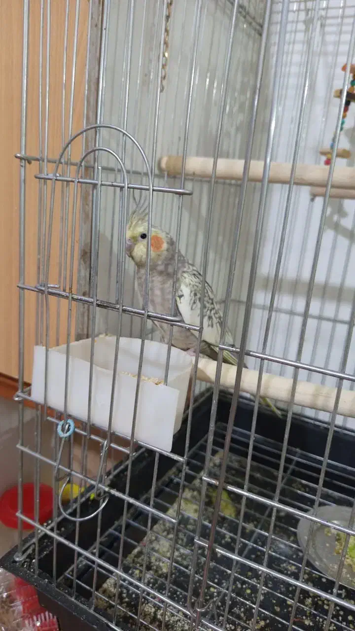 یک جفت عروس|پرنده|کوهسار (البرز), |دیوار