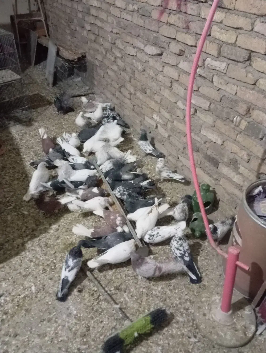 کبوتر پرشی|پرنده|رباطکریم, رباطکریم|دیوار