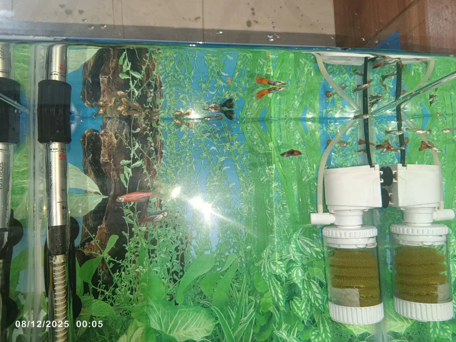 ماهی گوپی|ماهی|بیجار, |دیوار