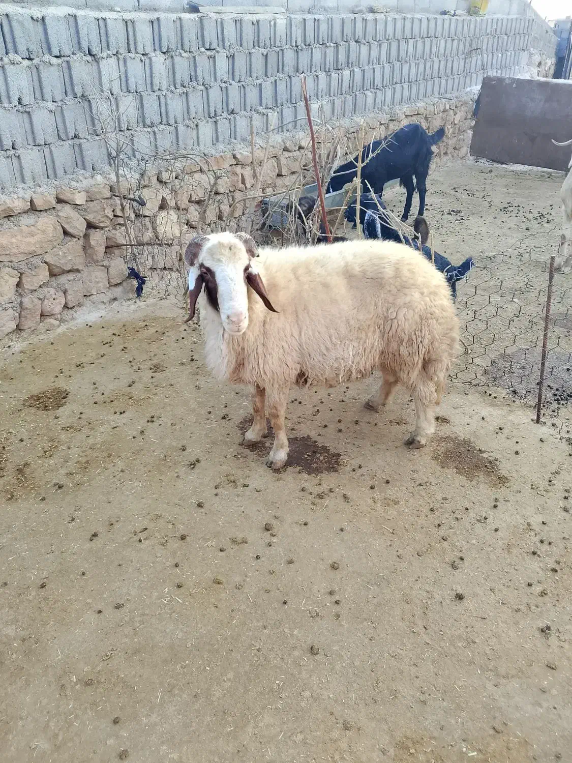 شک ورن سنجابی|حیوانات مزرعه|دالاهو, |دیوار