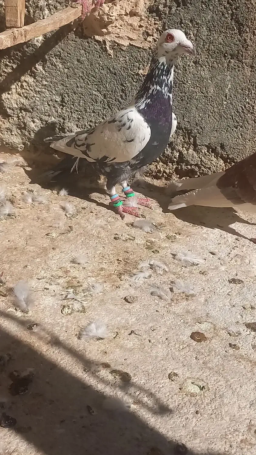 ۳تا نرکار درست|پرنده|مشهد, فرخد|دیوار