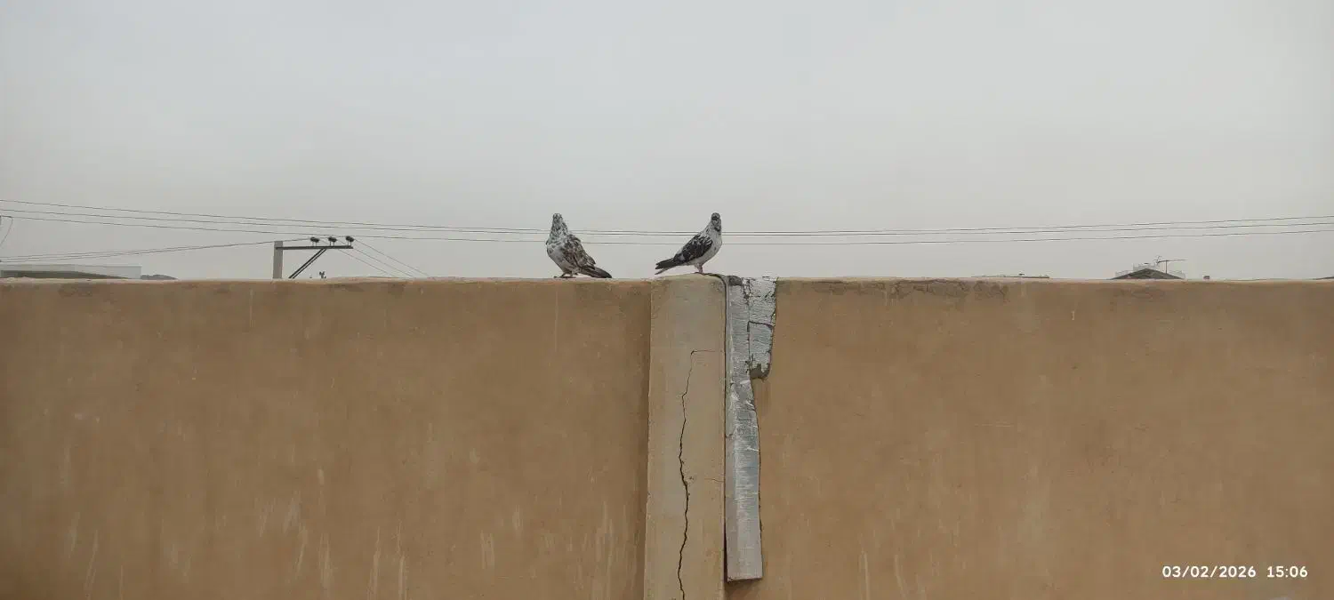 کفتر گم کردم|حیوانات|نجفآباد, گلدشت|دیوار