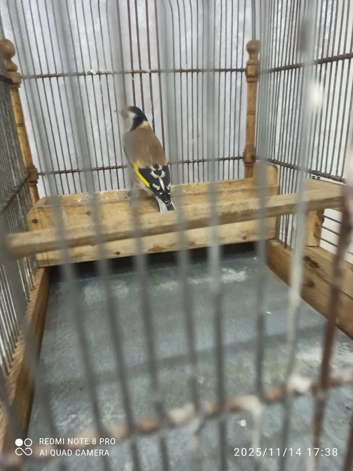 فروش‌سهره‌متولد‌قفس‌|پرنده|محلات, |دیوار