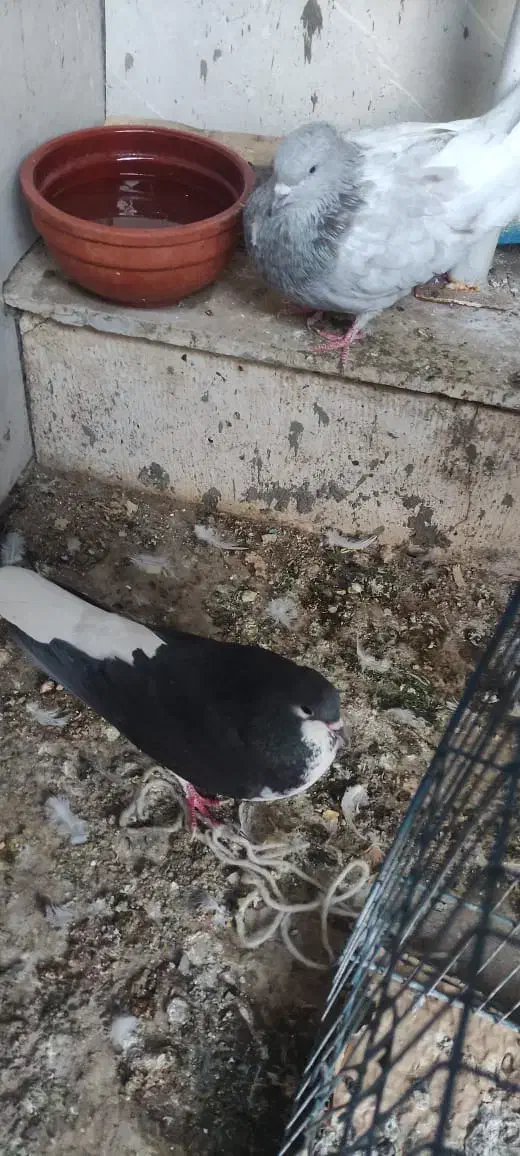 شهری|پرنده|اردکان, |دیوار