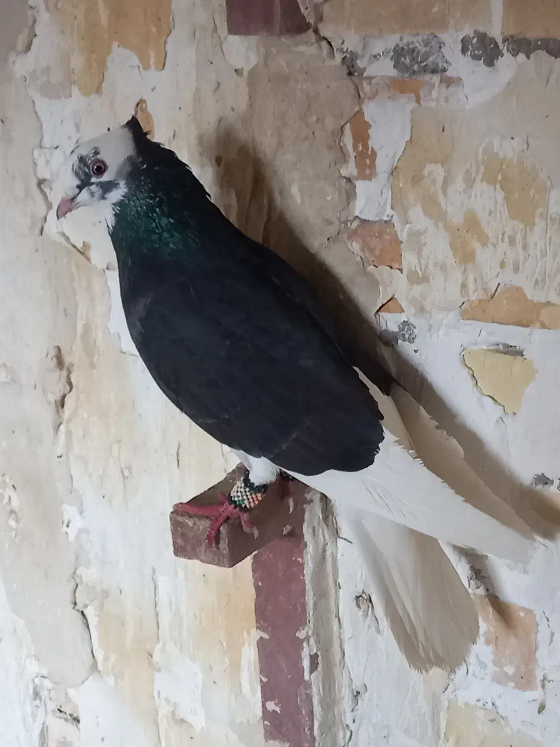 شازده سیاه|پرنده|تهران, بازار|دیوار